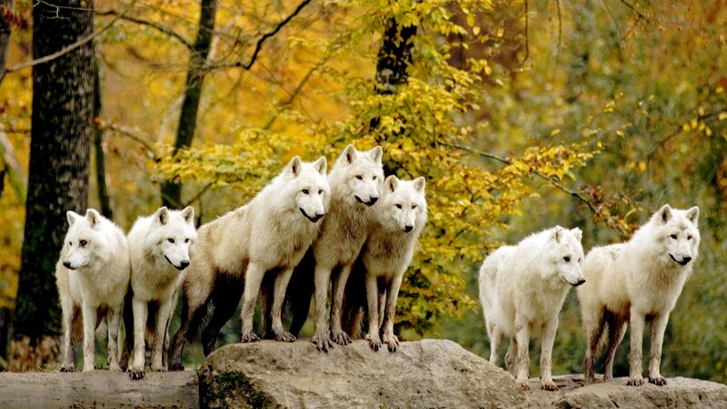 White Wolves in Forest — Yellow