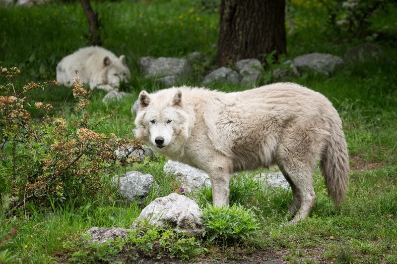 White Wolves in Grass — Green, Calm