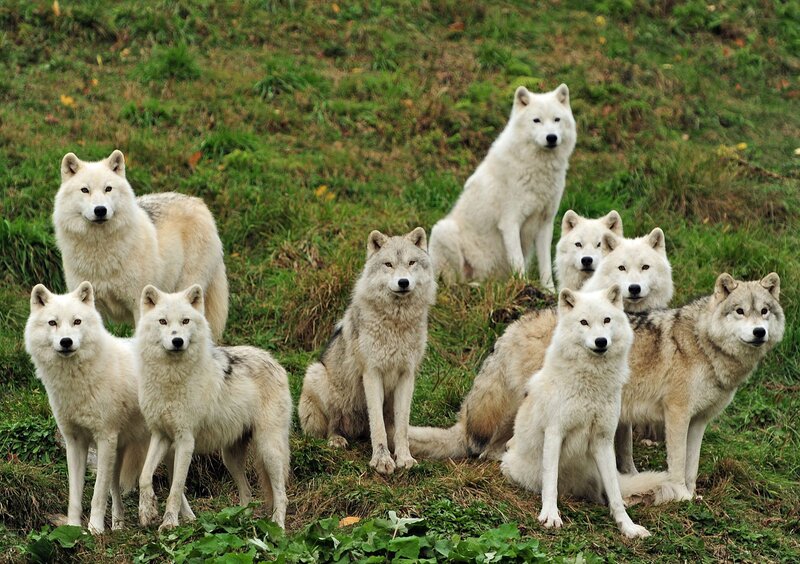 White Wolves in Grass