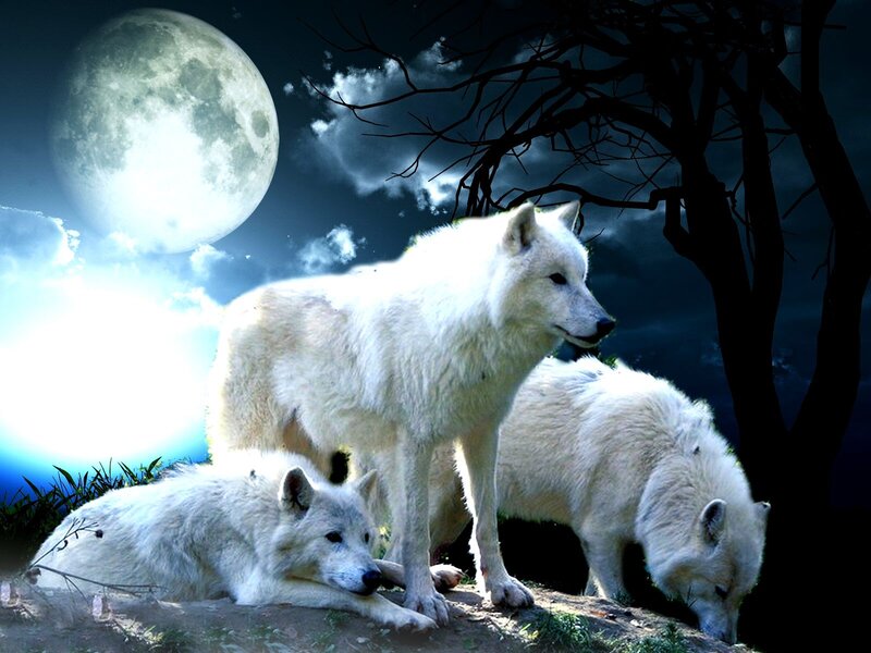 White Wolves in Moonlight — Dramatic, Night