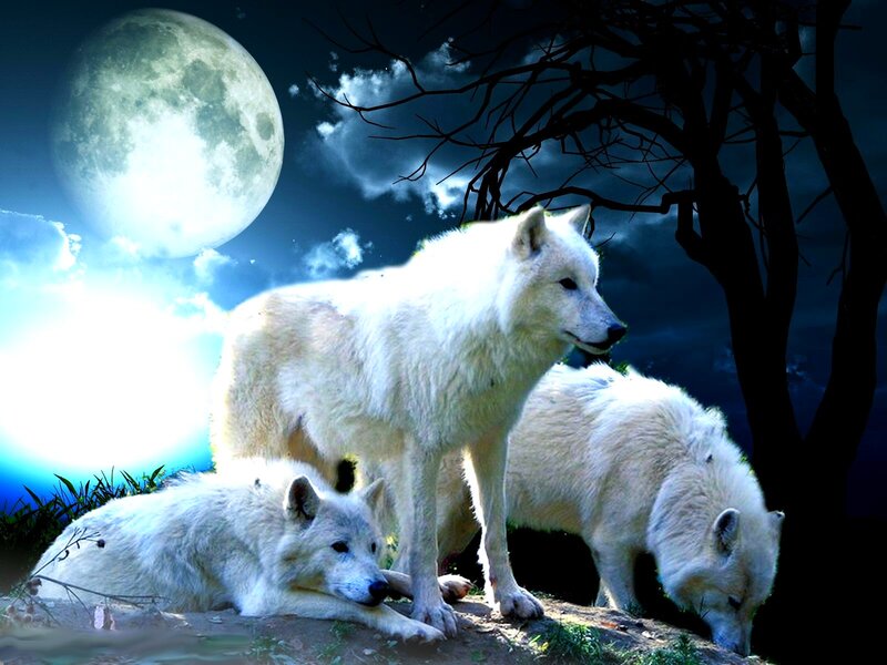 White Wolves in Moonlight — Dramatic