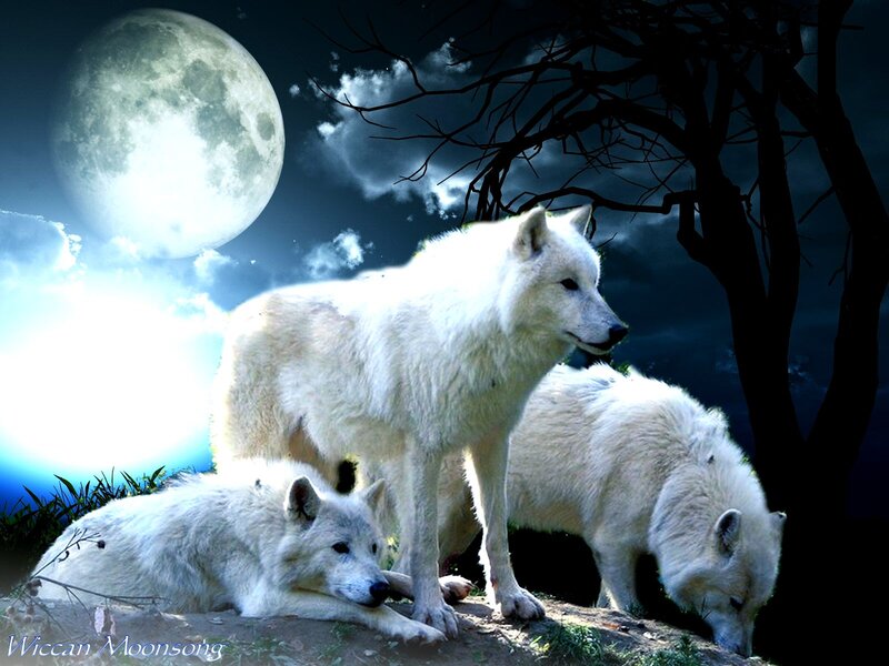 White Wolves in Moonlight