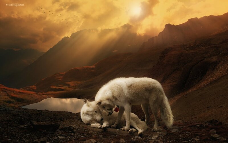 White Wolves in Mountains
