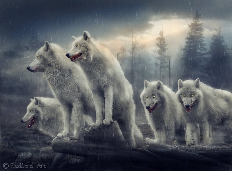 White Wolves in Rain