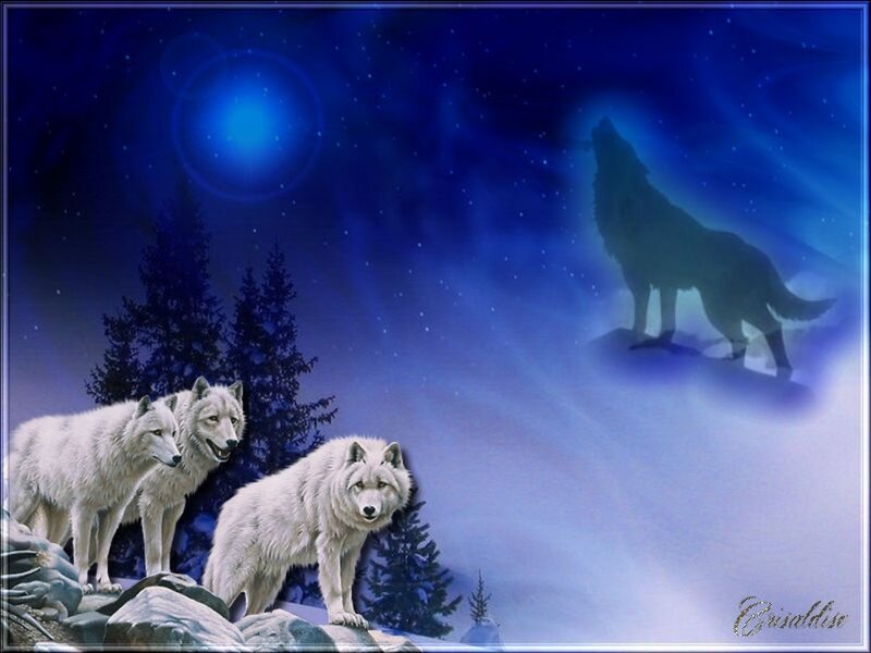 White Wolves in Snow — Blue
