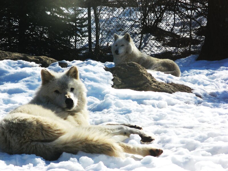 White Wolves in Snow — Calm