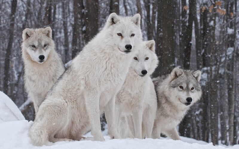 White Wolves in Snow — Calm, Winter, Photograph