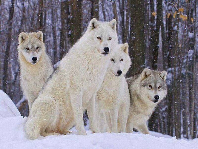 White Wolves in Snow — Calm, Winter