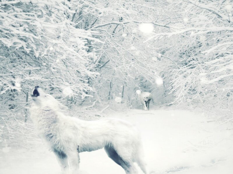 White Wolves in Snow — Cold