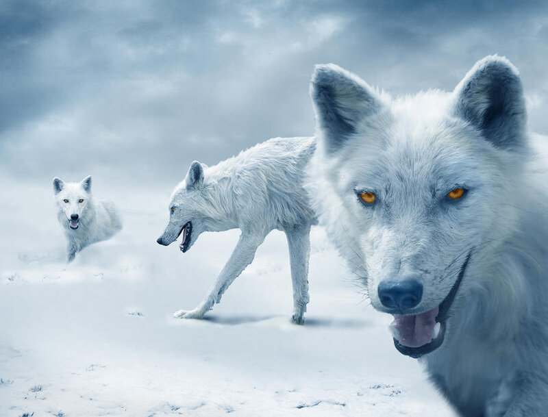 White Wolves in Snow — Dramatic