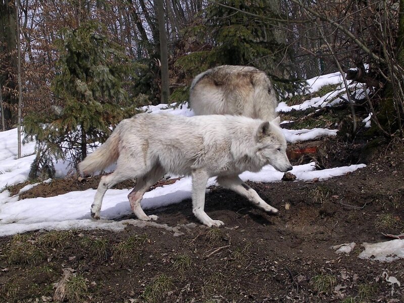 White Wolves in Snow — Natural