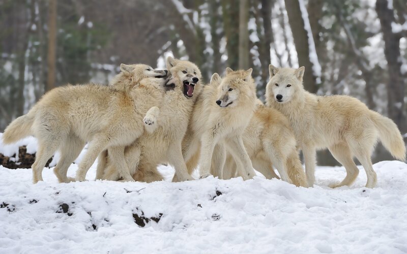 White Wolves in Snow — Natural, Winter, Photograph