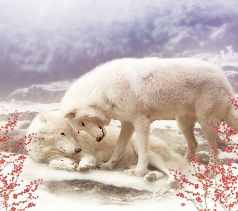 White Wolves in Snow — Serene