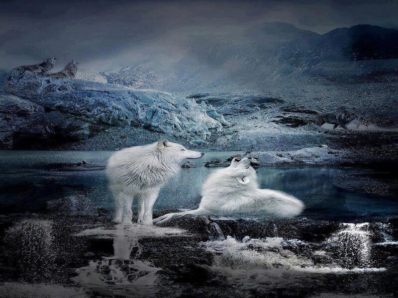 White Wolves in Water — Blue