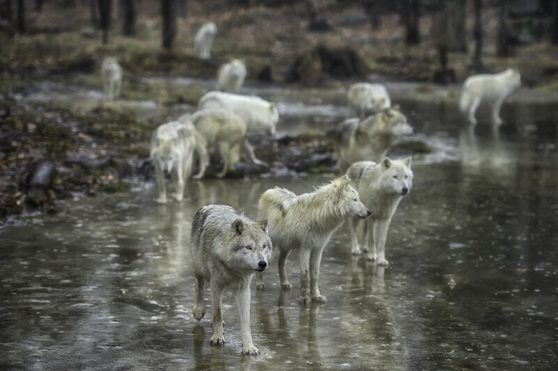 White Wolves in Water — Gray