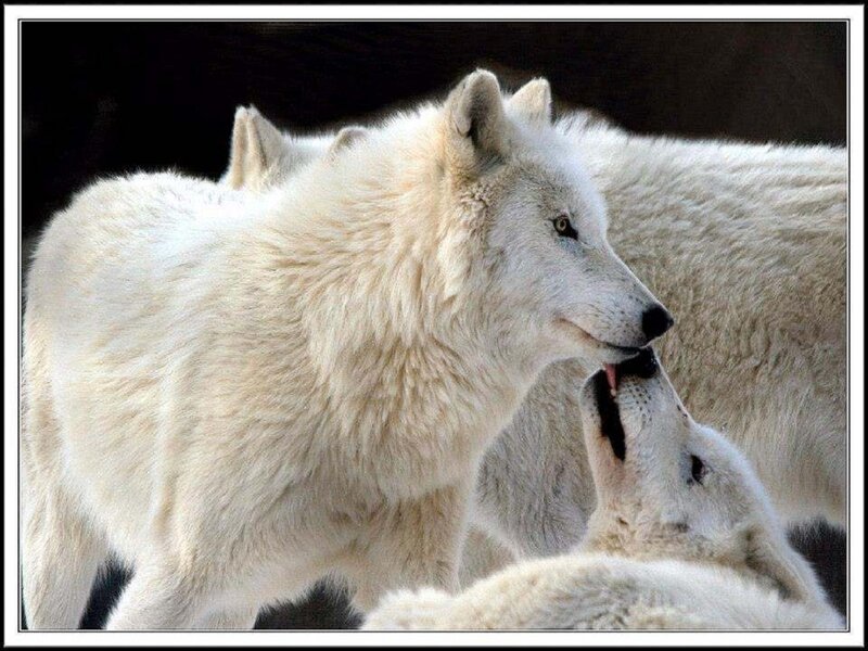 White Wolves Interacting