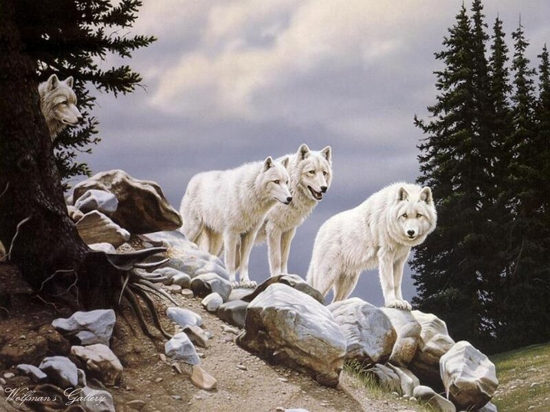White wolves on a rocky hill