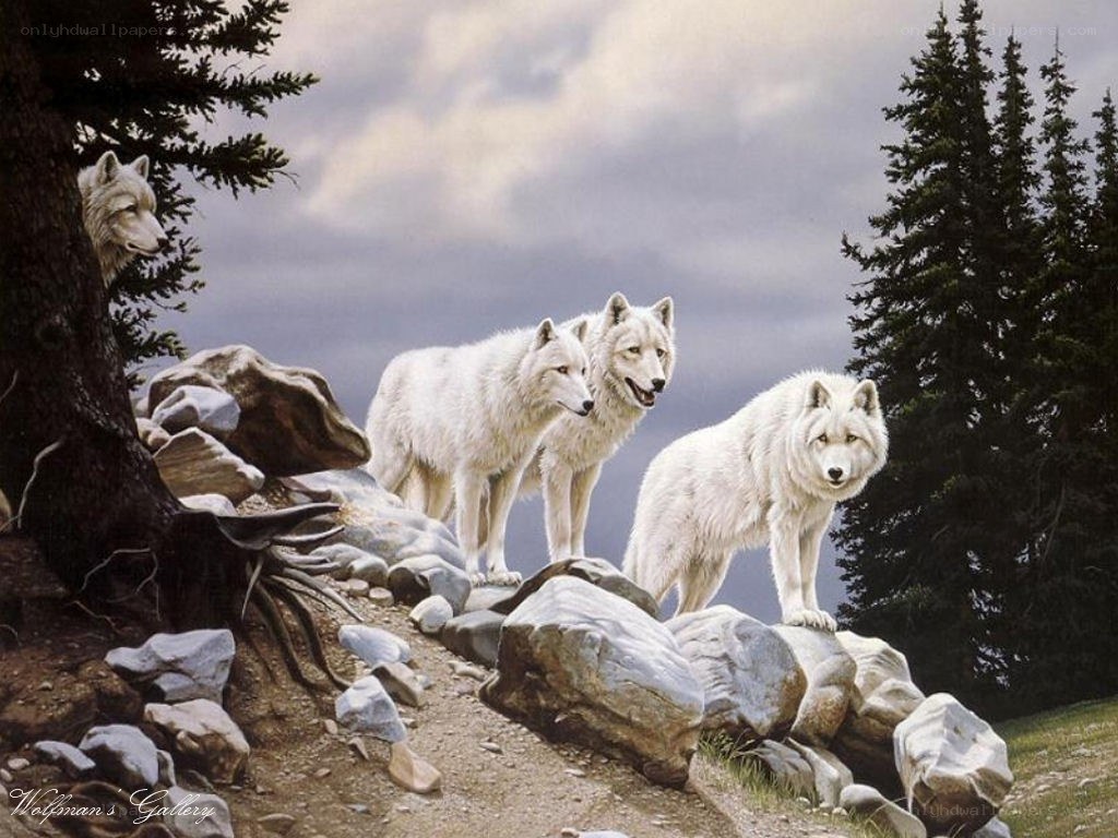 White wolves on a rocky hill