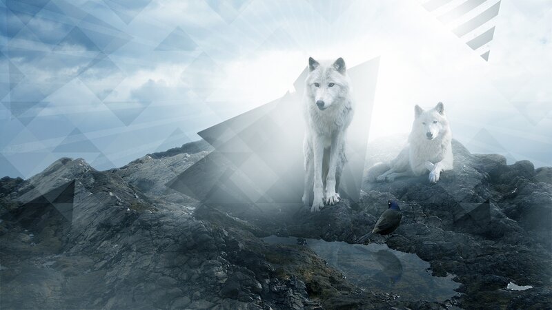 White wolves on a rocky peak