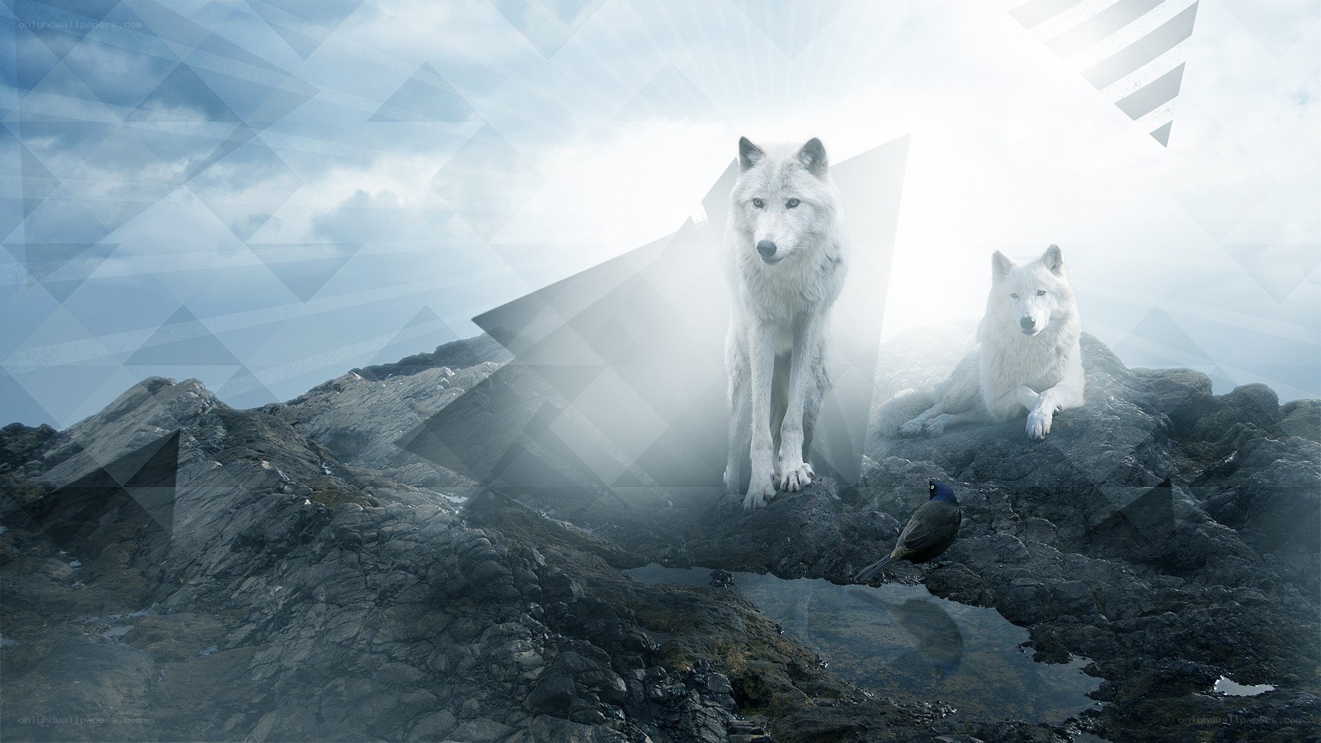 White wolves on a rocky peak