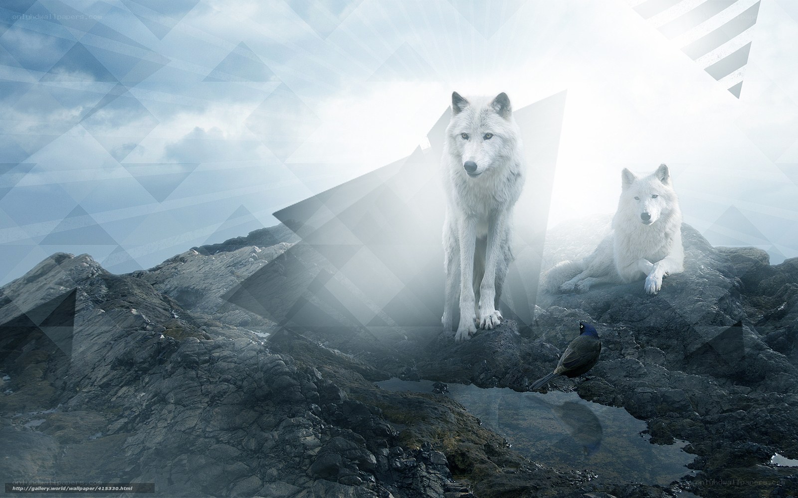 White wolves on a rocky peak