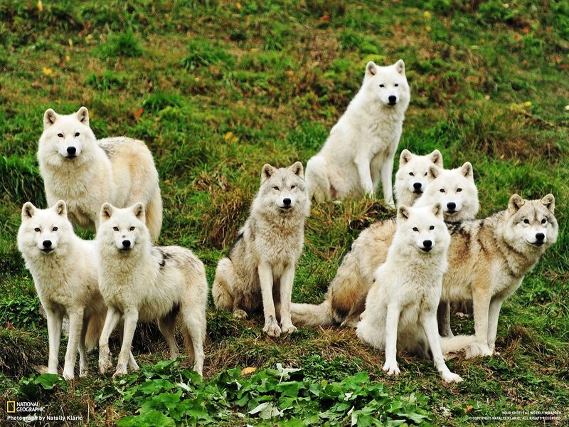 White Wolves on Grass