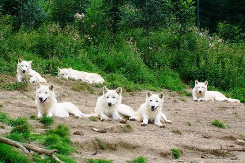 White Wolves on Hillside