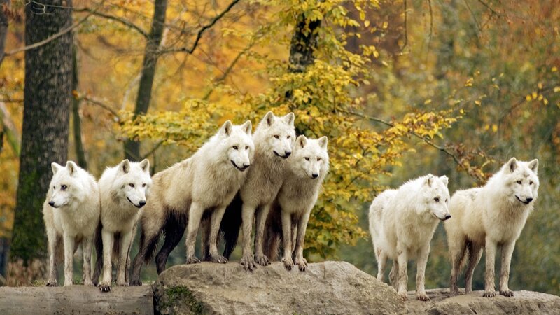 White Wolves on Rock — Calm, Autumn
