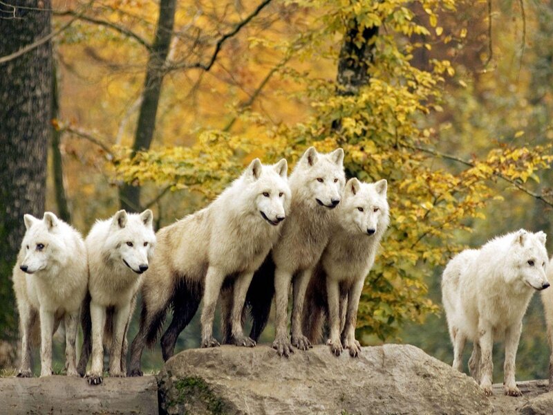 White Wolves on Rock — Calm