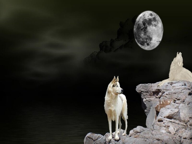 White Wolves on Rocks — Black