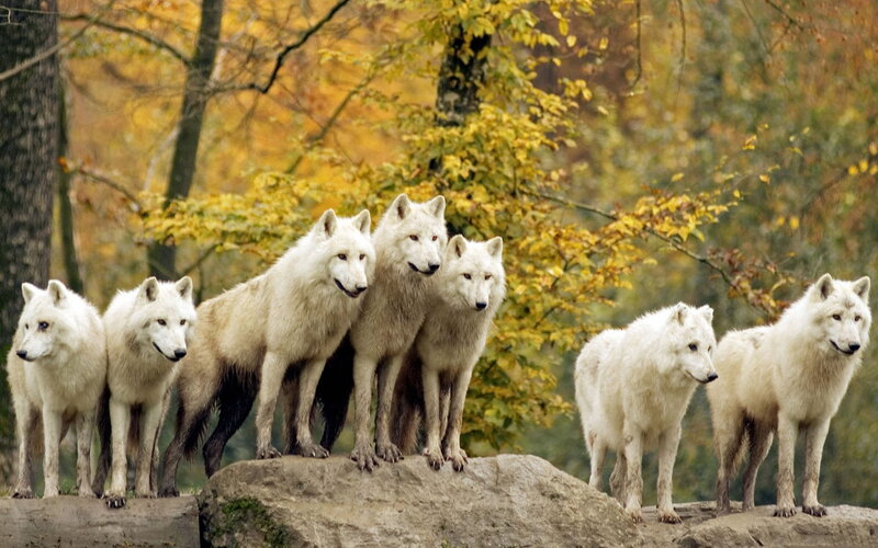 White Wolves on Rocks — Calm, Autumn
