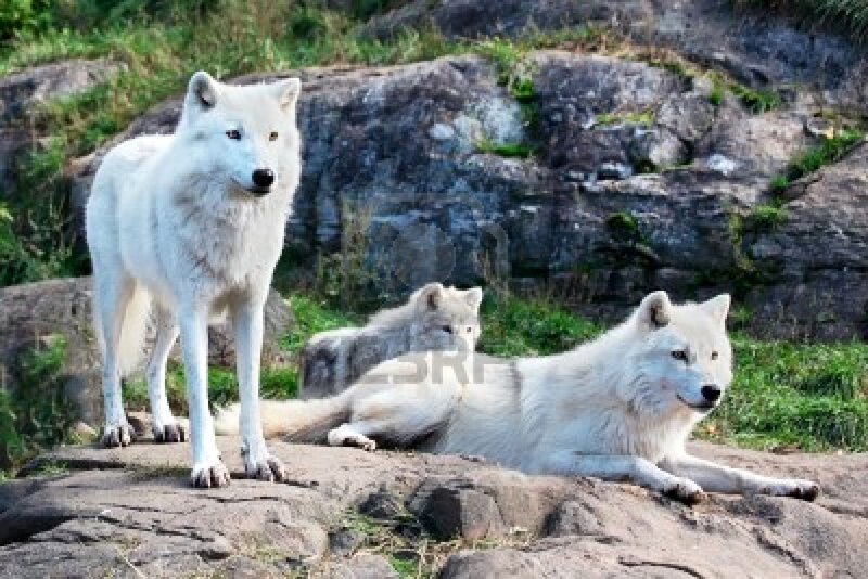 White Wolves on Rocks — Calm