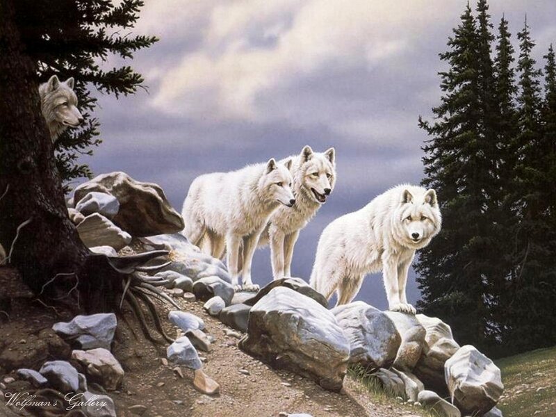 White Wolves on Rocks — Dramatic, Painting