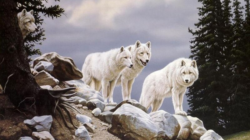 White Wolves on Rocks — Dramatic