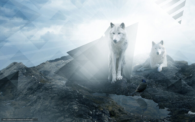 White Wolves on Rocks — Gray