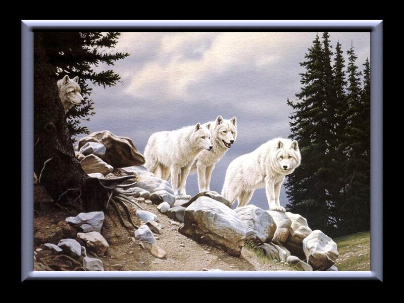 White Wolves on Rocks — Serene