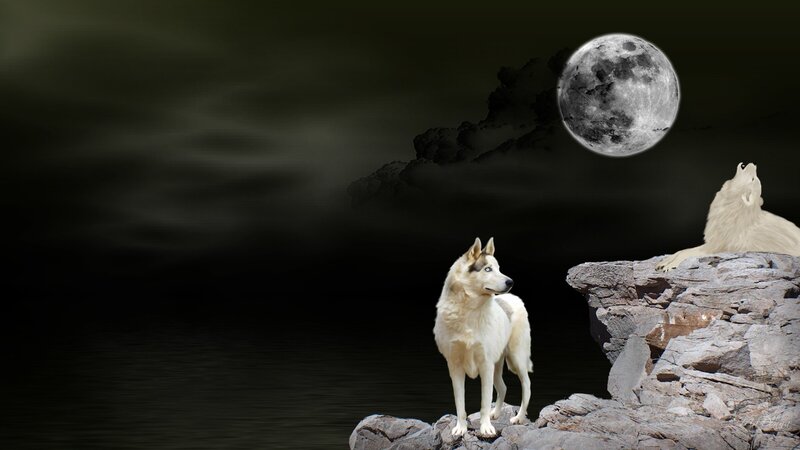 White Wolves on Rocks