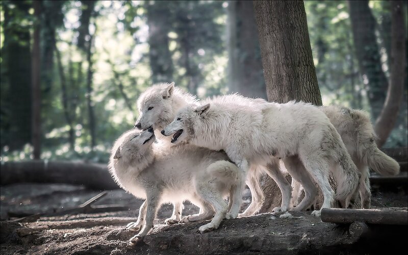 White Wolves Playing — Natural