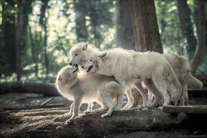 White Wolves Playing — Playful, Afternoon, Photograph, Forest