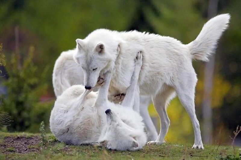 White Wolves Playing — Playful, Afternoon, Photograph, Grass
