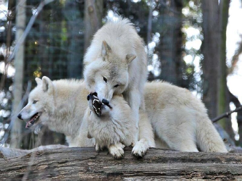 White Wolves Playing — Playful, Afternoon, Photograph