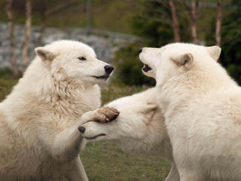White Wolves Playing — Playful, Afternoon