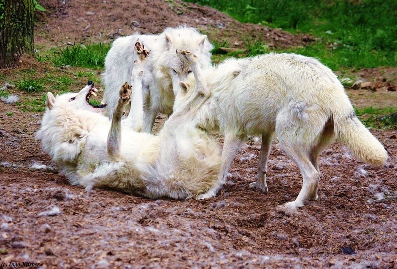 White Wolves Playing — Playful
