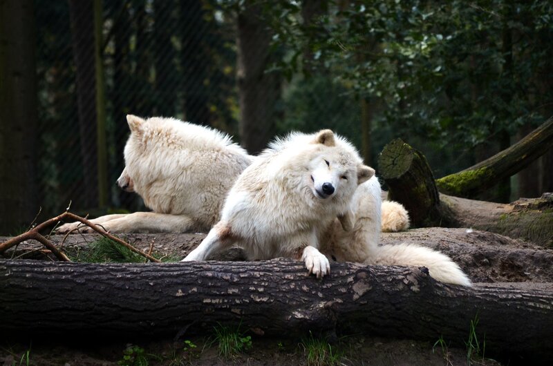 White Wolves Resting