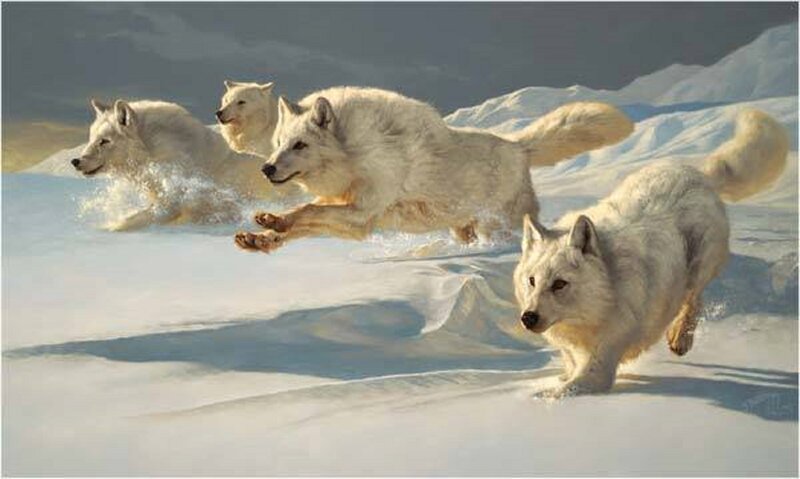 White Wolves Running