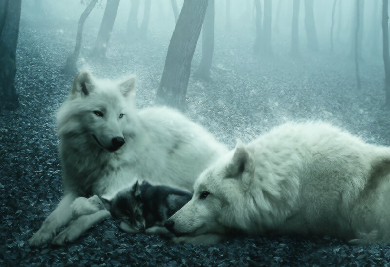 White Wolves with Pup