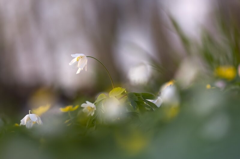 White Woodland Flower