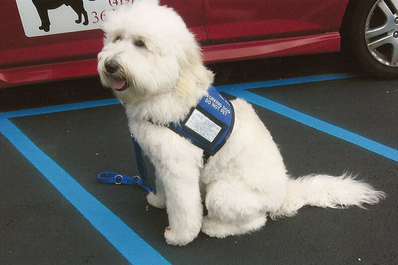 White Working Dog