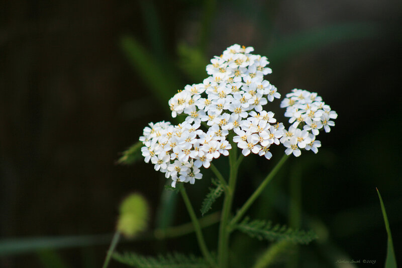 White yarrow flower cluster