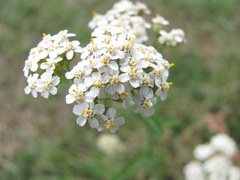 white yarrow flower cluster